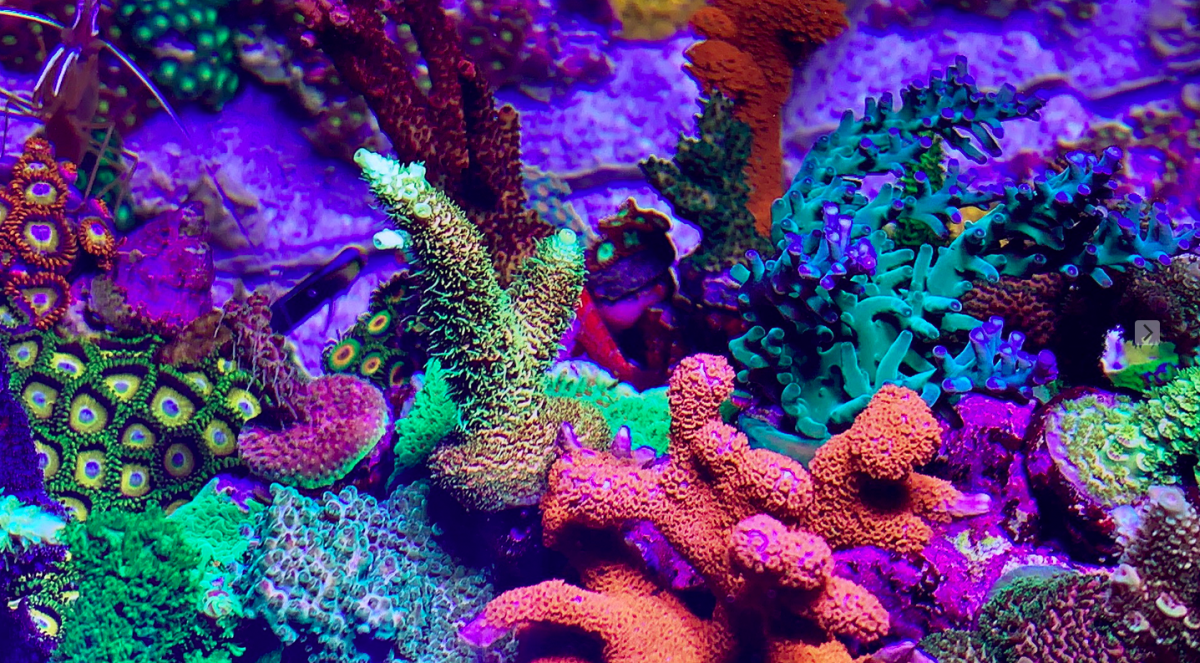 Screen Shot 2020-01-21 at 11.04.50 PM.png