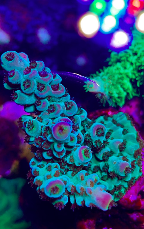 Screen Shot 2020-01-21 at 11.05.36 PM.png