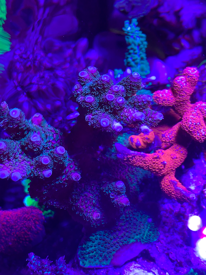 Screen Shot 2020-04-13 at 10.32.23 PM.png