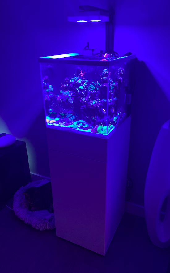 Screen Shot 2020-05-22 at 9.30.17 PM.png