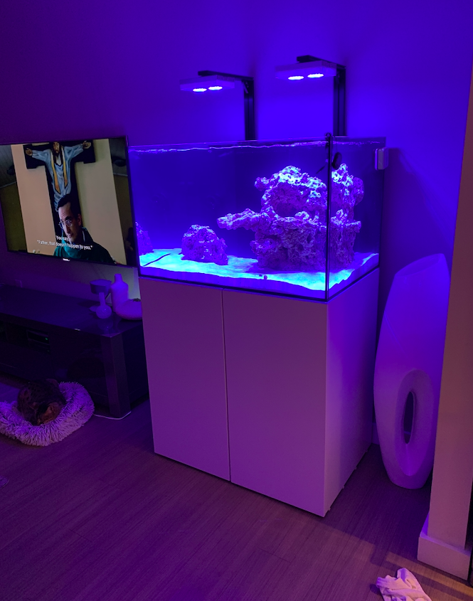 Screen Shot 2020-06-01 at 12.43.54 PM.png