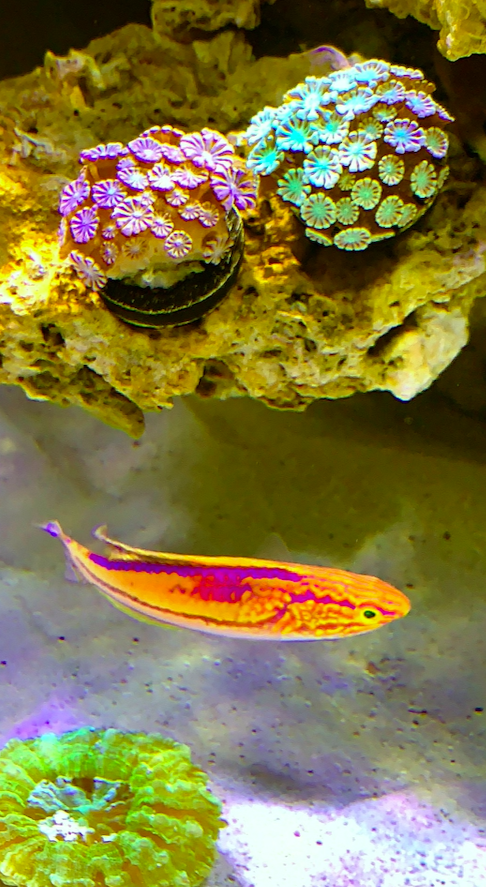 Screen Shot 2020-06-01 at 12.46.52 PM.png