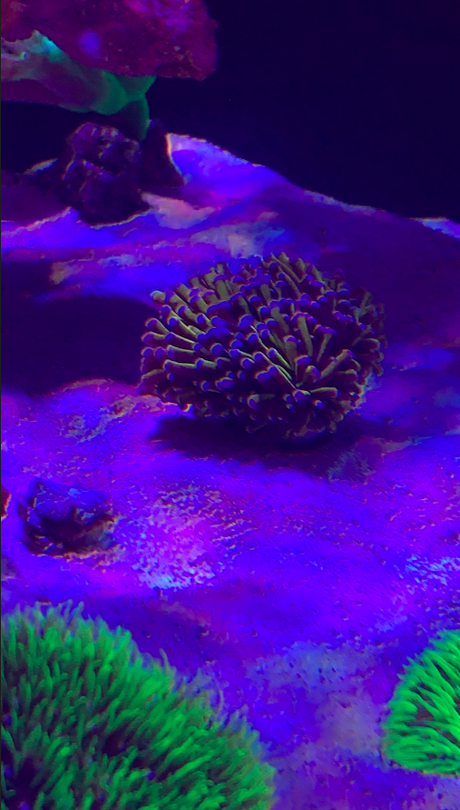 Screen Shot 2020-06-01 at 12.48.59 PM.png