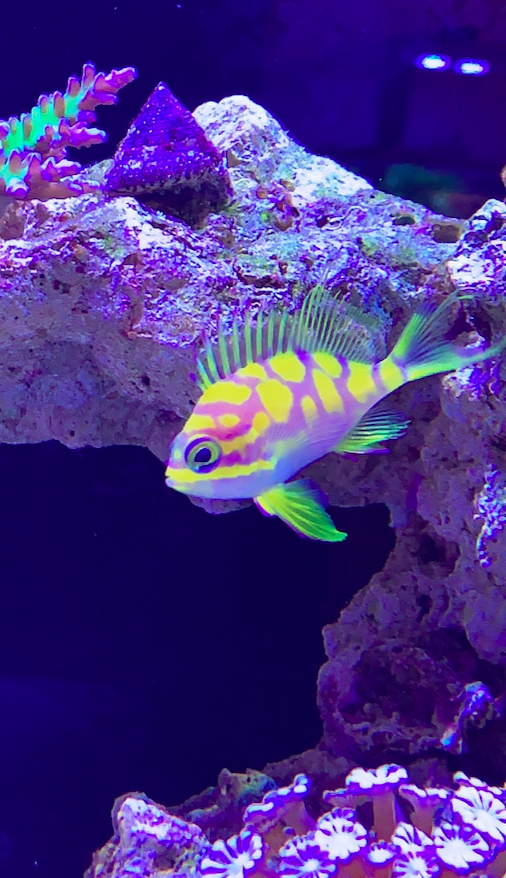 Screen Shot 2020-06-01 at 12.49.43 PM.png