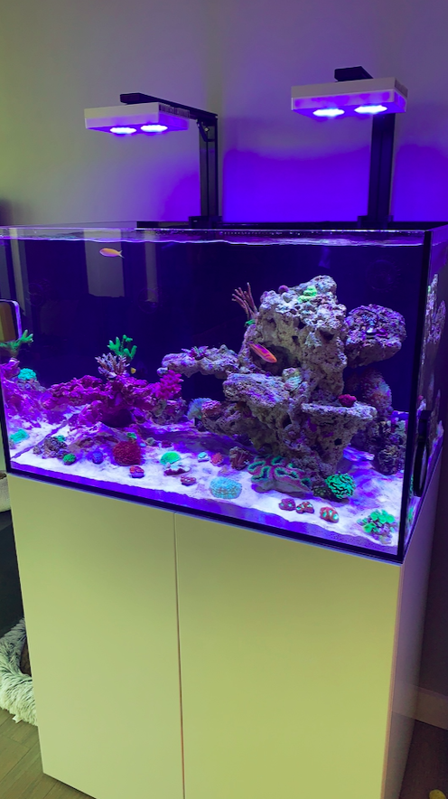 Screen Shot 2020-06-01 at 12.50.05 PM.png