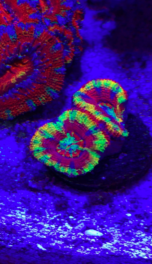 Screen Shot 2020-06-01 at 12.50.26 PM.png