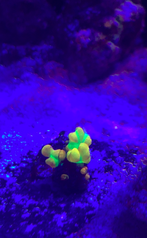 Screen Shot 2020-06-01 at 12.50.43 PM.png