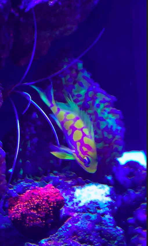 Screen Shot 2020-06-01 at 12.51.03 PM.png