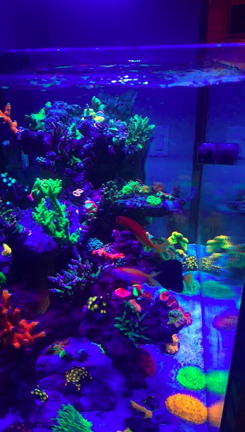 Screen Shot 2020-06-01 at 12.52.15 PM.png