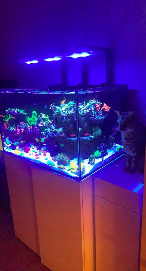 Screen Shot 2020-06-01 at 12.52.41 PM.png