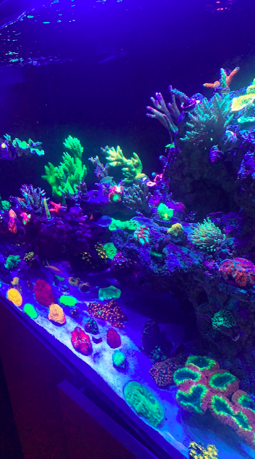 Screen Shot 2020-06-01 at 12.53.03 PM.png