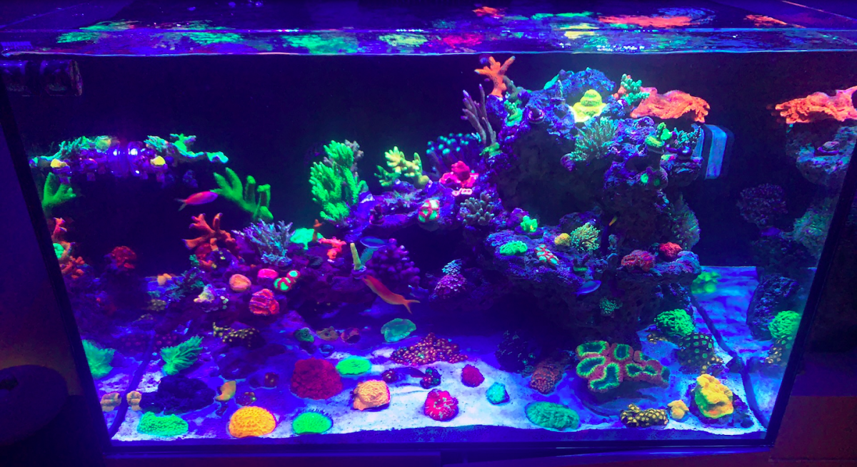 Screen Shot 2020-06-01 at 12.53.41 PM.png