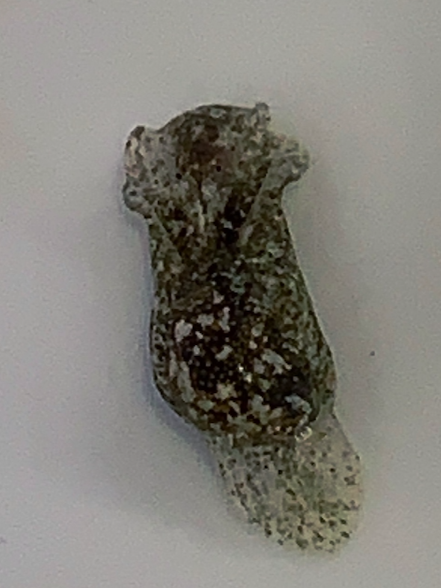 Screen Shot 2020-07-15 at 9.58.18 AM.png