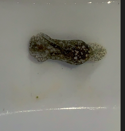 Screen Shot 2020-07-15 at 9.58.27 AM.png