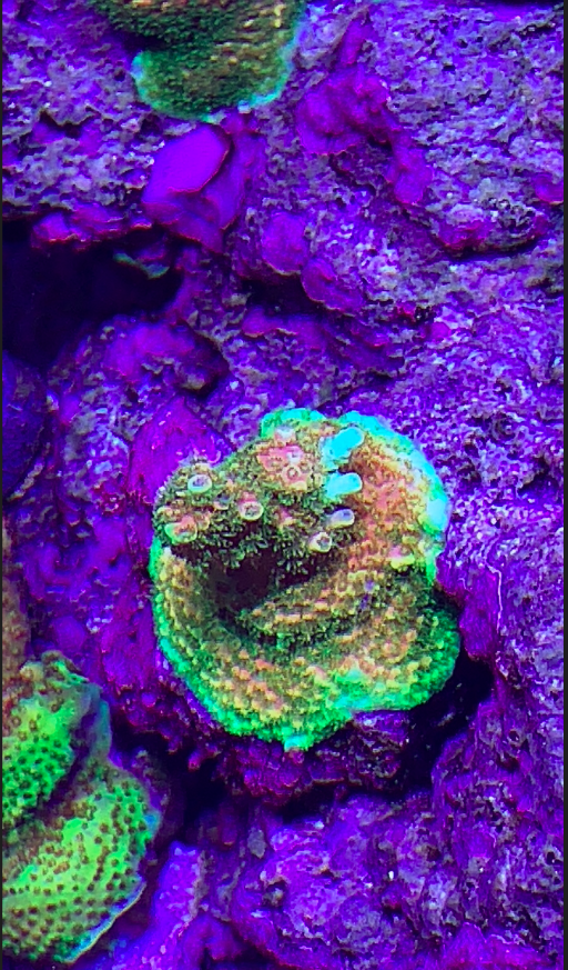 Screen Shot 2020-08-10 at 5.22.39 PM.png