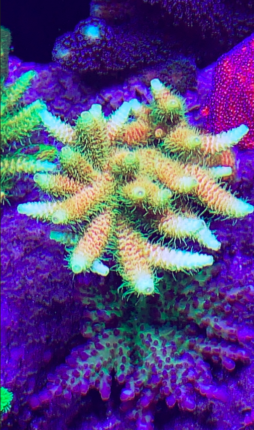 Screen Shot 2020-08-10 at 5.22.54 PM.png