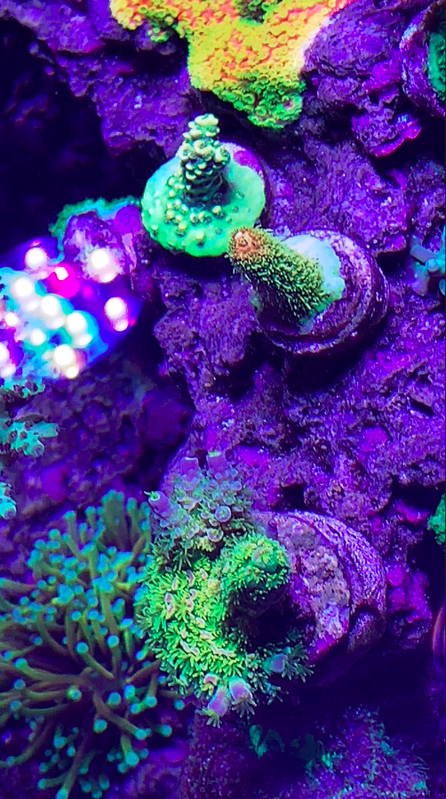 Screen Shot 2020-08-10 at 5.23.17 PM.png