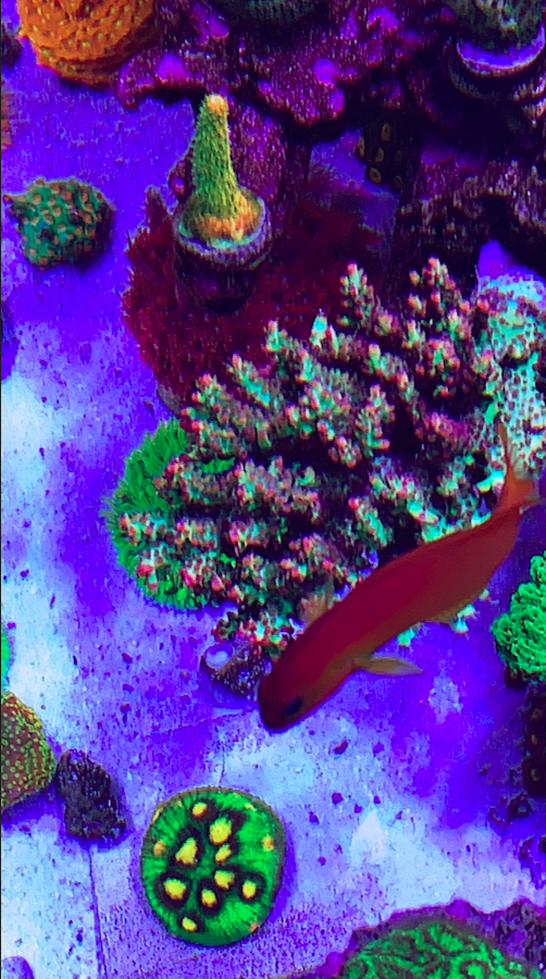 Screen Shot 2020-08-10 at 5.23.31 PM.png