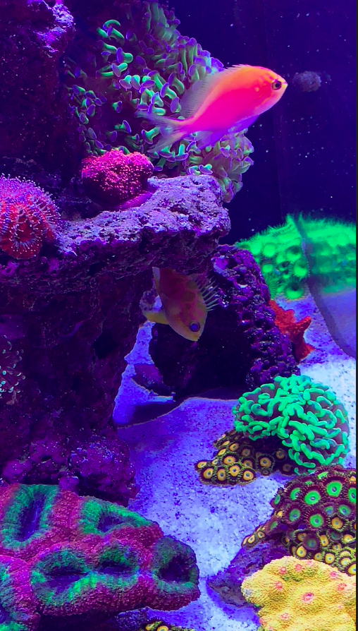 Screen Shot 2020-08-10 at 5.23.47 PM.png