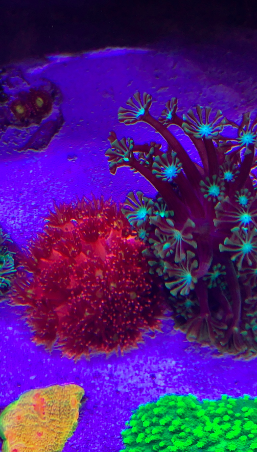 Screen Shot 2020-08-10 at 5.23.57 PM.png