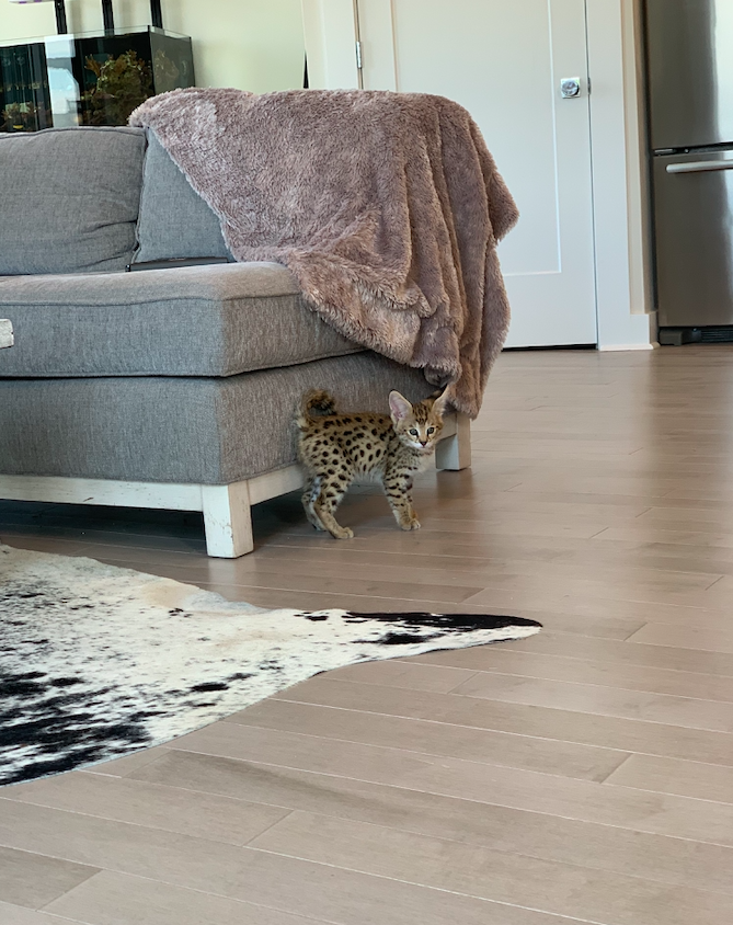 Screen Shot 2020-10-28 at 11.22.51 AM.png