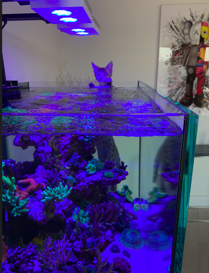 Screen Shot 2020-10-28 at 11.24.14 AM.png