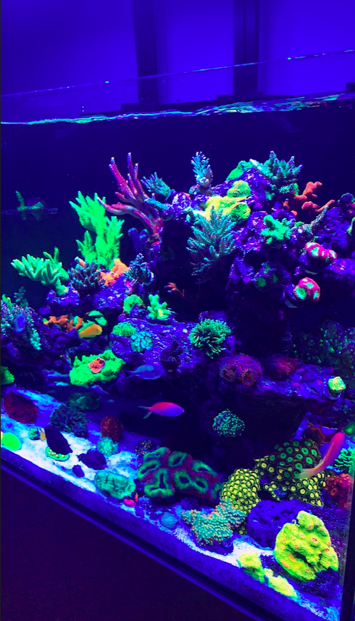 Screen Shot 2020-10-28 at 11.25.42 AM.png