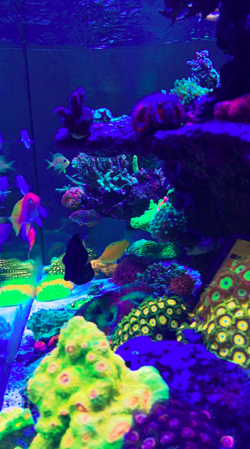 Screen Shot 2020-10-28 at 11.25.51 AM.png