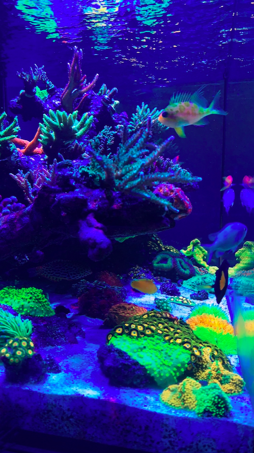 Screen Shot 2020-10-28 at 11.26.08 AM.png