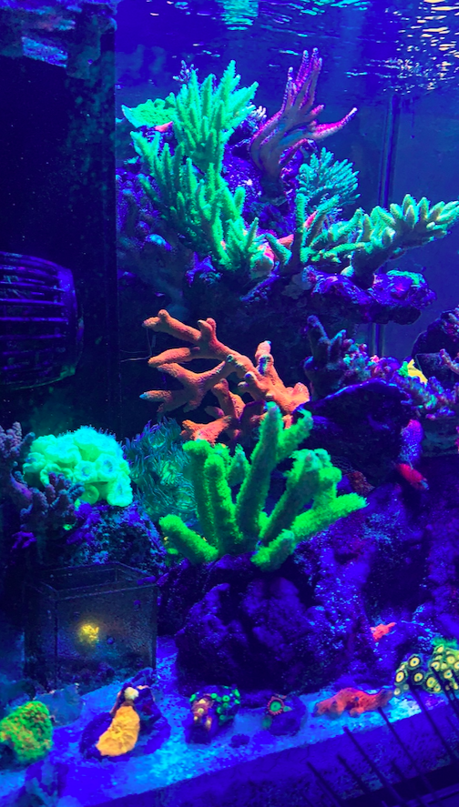 Screen Shot 2020-10-28 at 11.26.20 AM.png