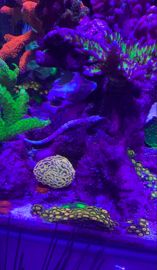 Screen Shot 2020-10-28 at 11.27.38 AM.png