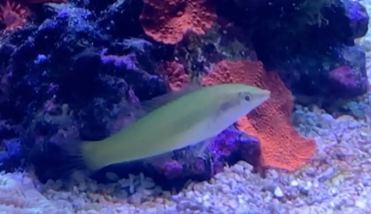 Screen Shot 2021-11-08 at 5.00.51 PM.png