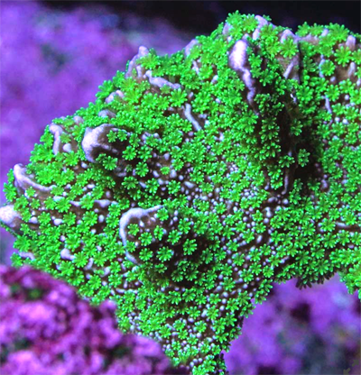 Screen Shot 2022-04-15 at 7.52.49 AM.png Screen Shot 2022-04-15 at 7.52.49 AM.png