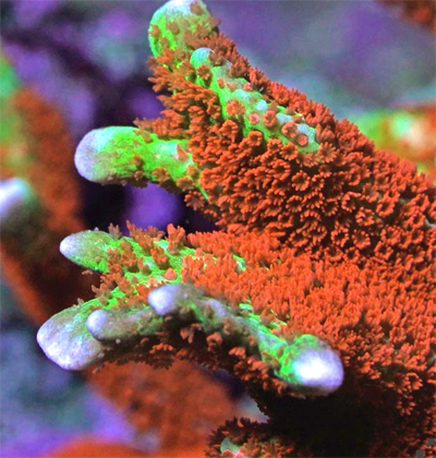 Screen Shot 2022-04-15 at 7.53.54 AM.png Screen Shot 2022-04-15 at 7.53.54 AM.png