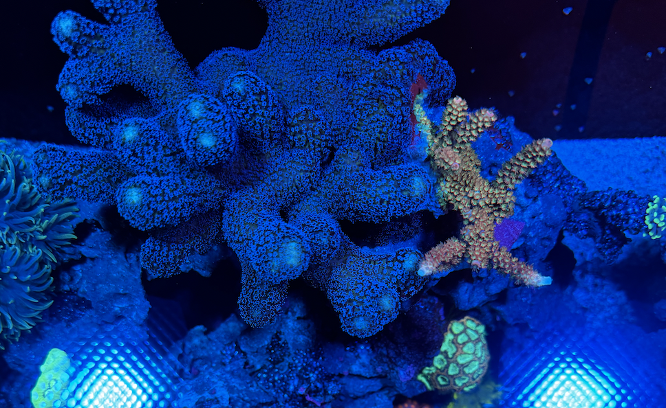 Screenshot 2023-11-08 at 2.57.42 PM.png