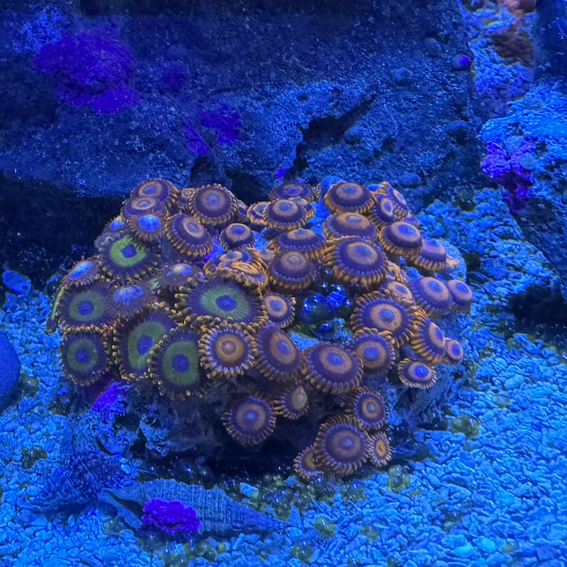 Screenshot 2023-11-08 at 2.58.54 PM.png