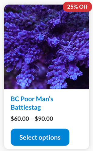 Screenshot 2024-01-08 at 3.14.09 PM copy.png