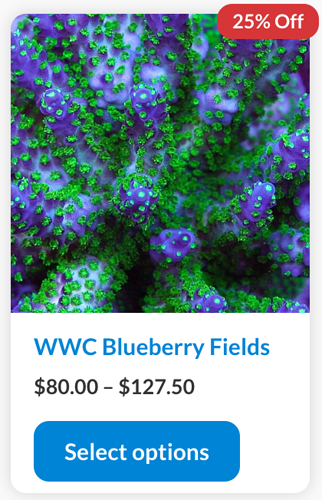 Screenshot 2024-01-08 at 3.14.39 PM copy.png