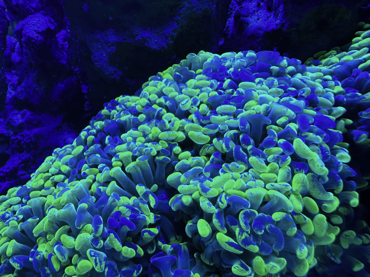 Screenshot 2024-02-23 at 5.47.59 PM.png