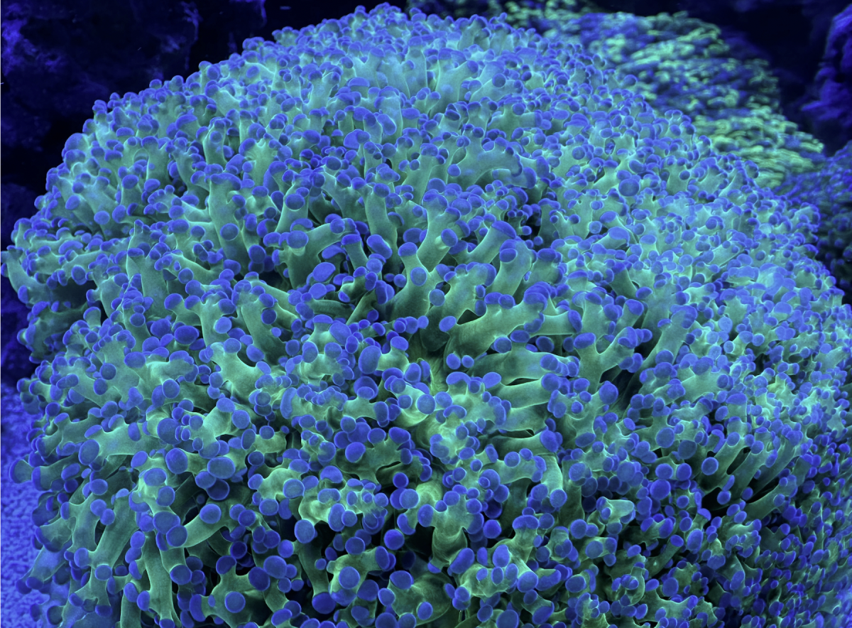 Screenshot 2024-02-23 at 5.49.51 PM.png