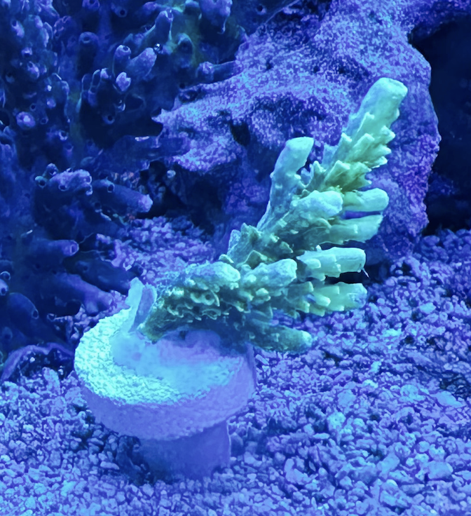 Screenshot 2025-01-26 at 4.56.49 PM.png