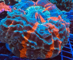 Screenshot 2025-03-13 114837.jpg