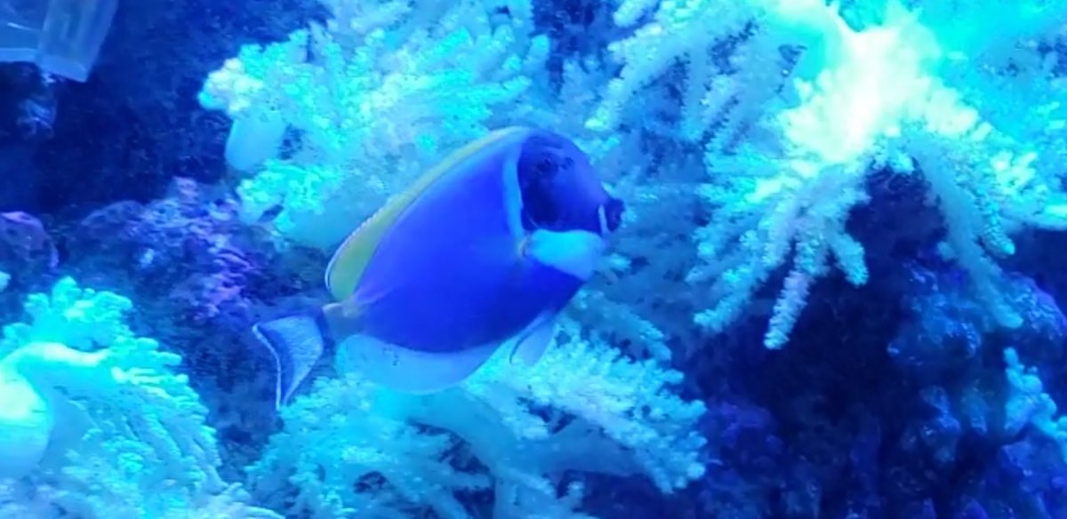 Screenshot_20210720-161814_Video Player.jpg