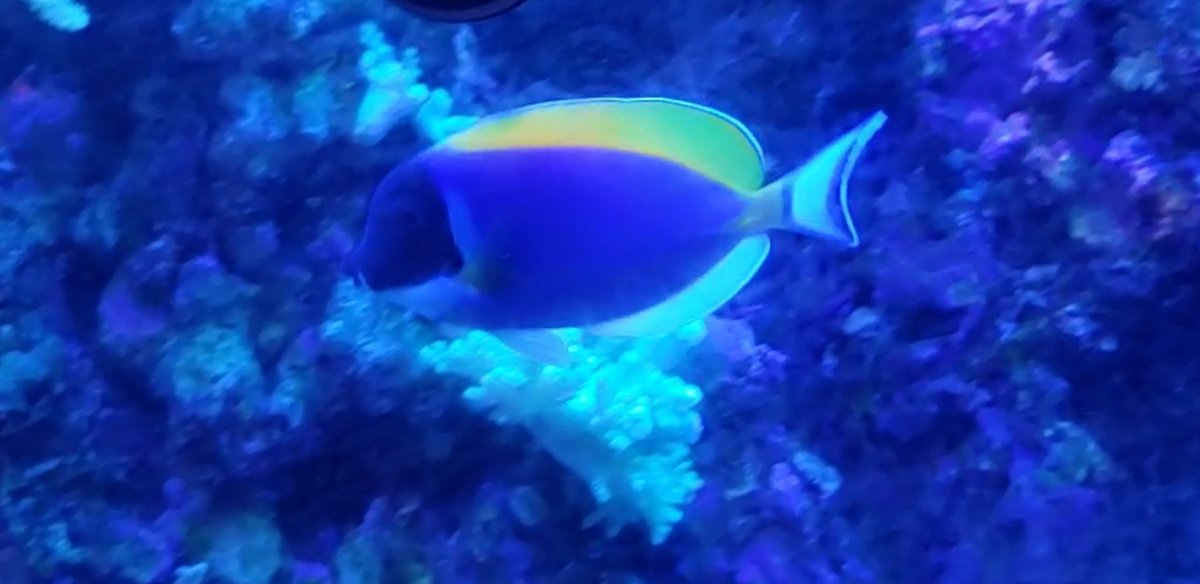 Screenshot_20210720-161854_Video Player.jpg