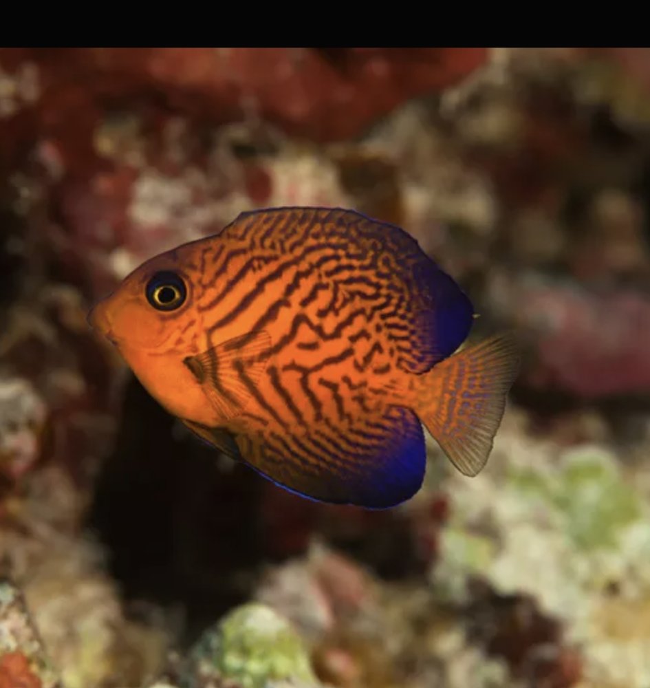 Screenshot_20241218_223244_Samsung Internet.jpg