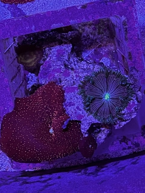 Shrooms and Green-Purple Nem.jpg