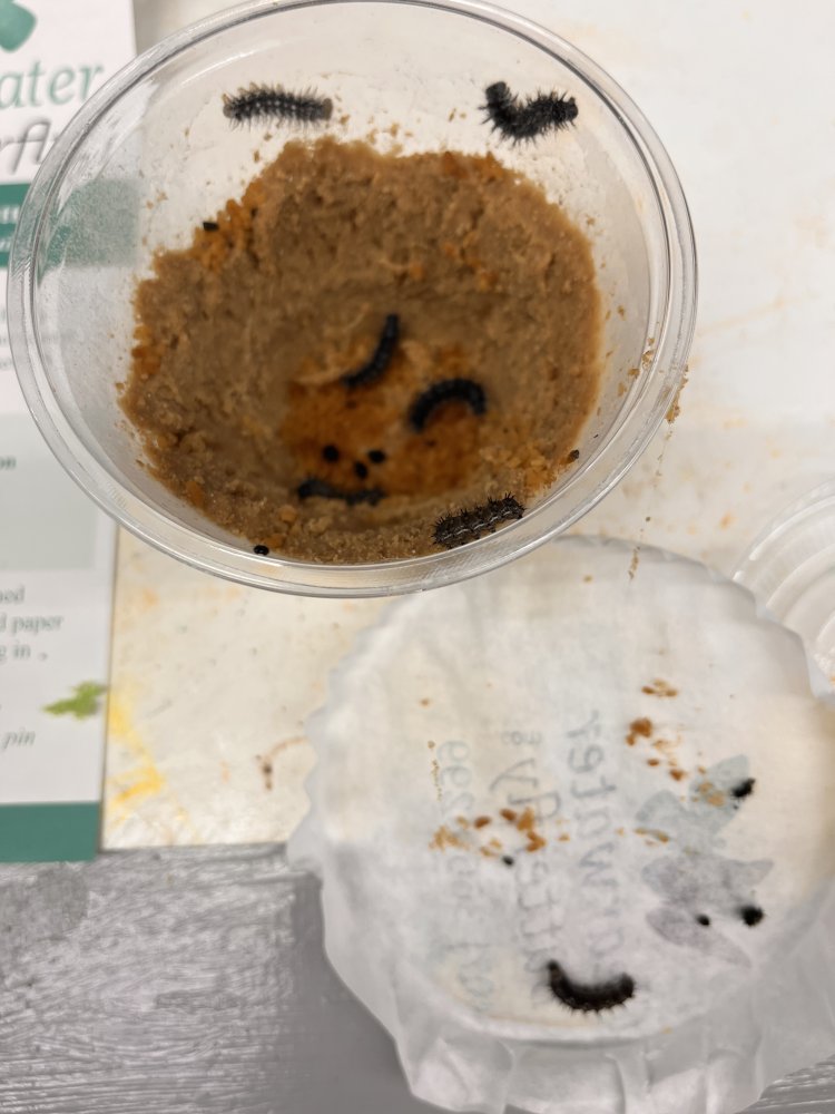 small caterpillars.JPG