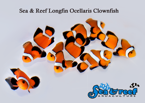 SR_Longfin_Ocellaris_group-1.png