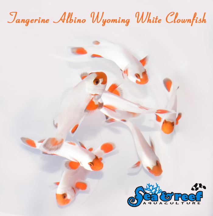 SR_Tangerine_Albino_Wyoming_White_Clownfish_group.jpg