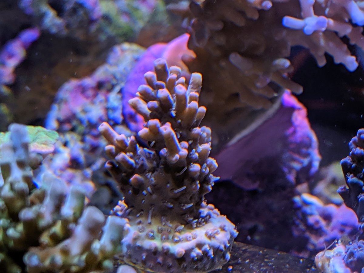 Strawberry Shortcake acro.jpg